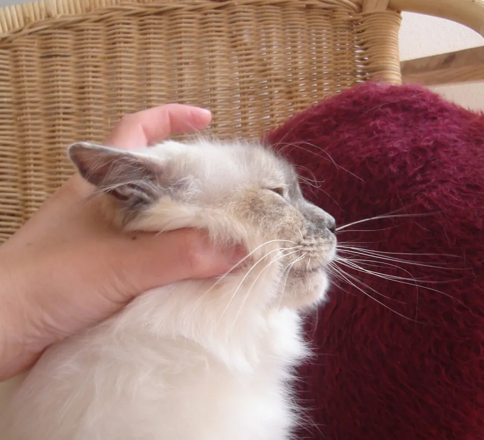 Coco 4 Jahre Profil
