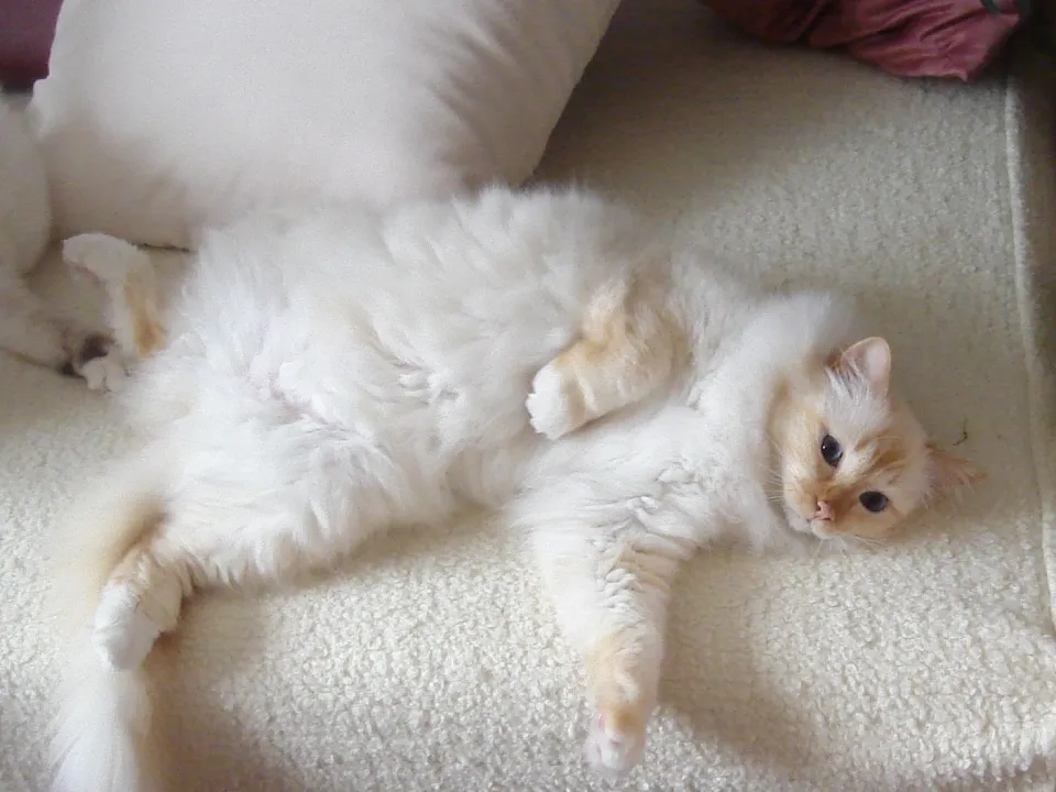 Süsser in Sofaposition