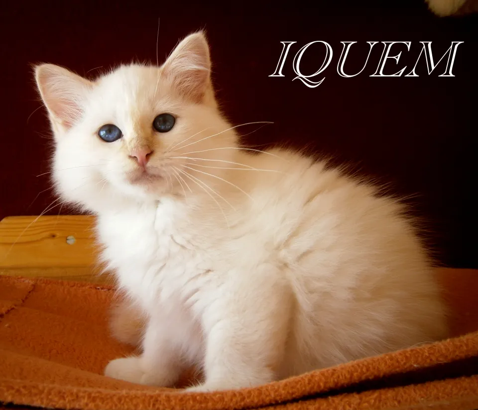 Iquem
