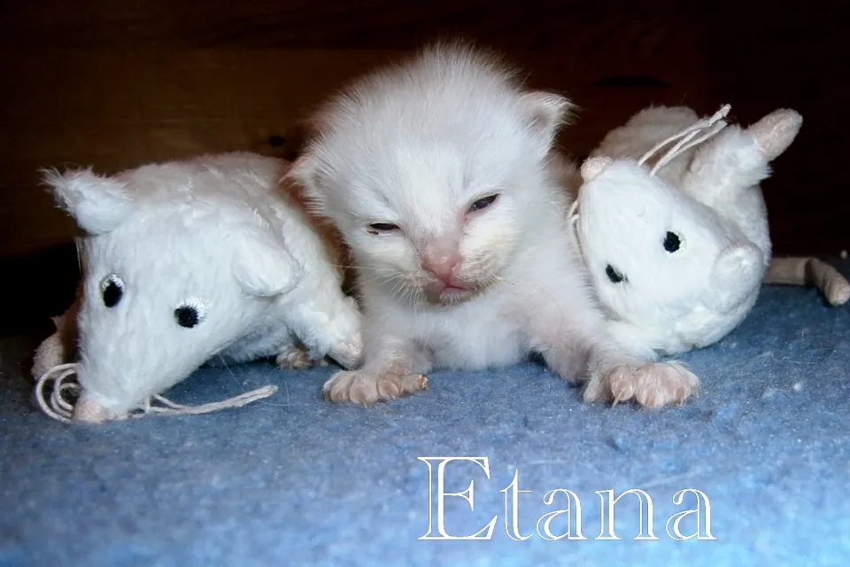 Etana 46 g