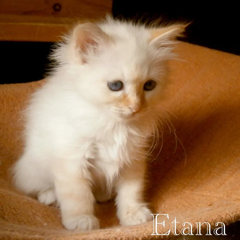 Etana 700 g