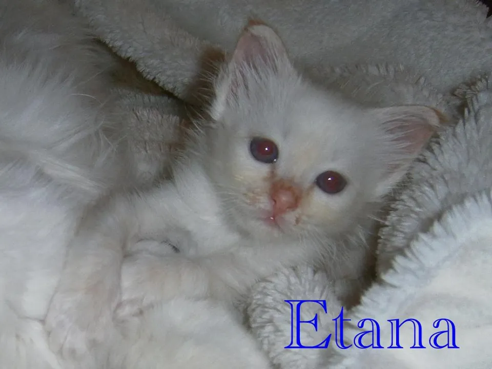 Etana 400 g