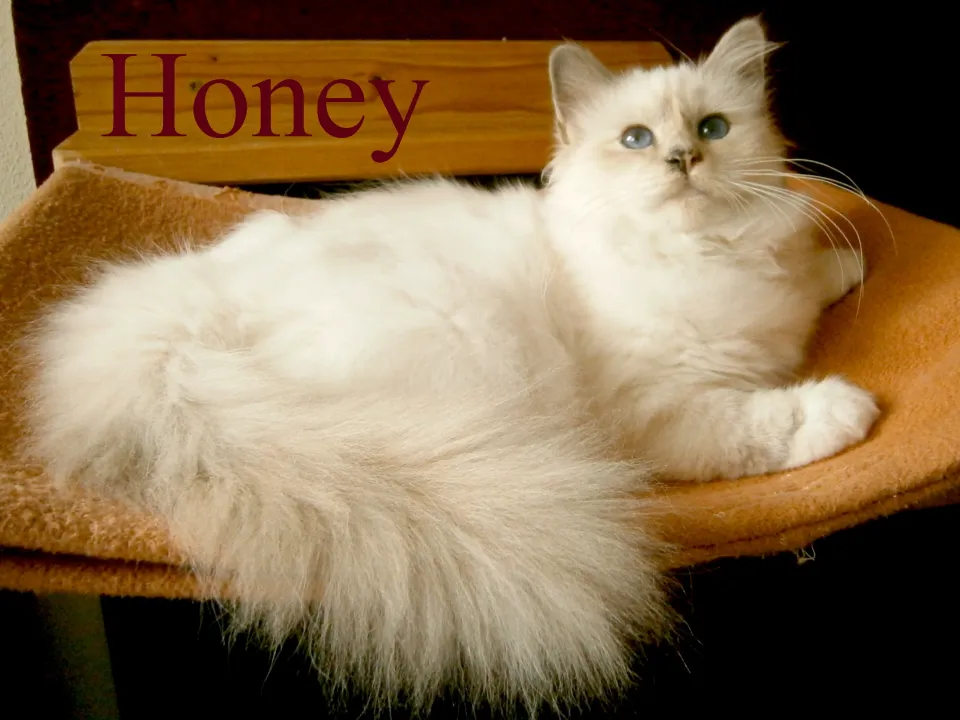 Honey 5 Monate