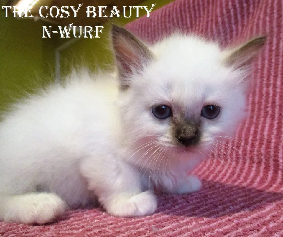 Bild 4 von 5