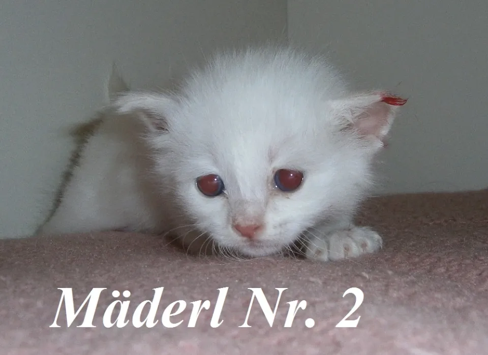 Bild 2 von 5