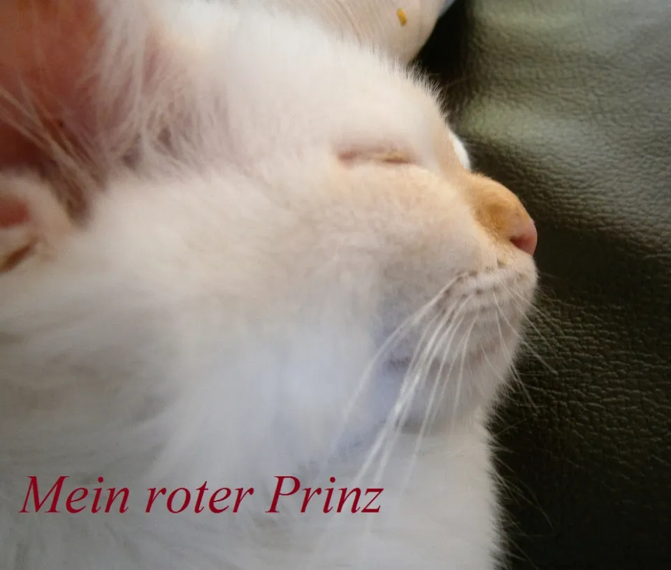 Bild 3 von 4