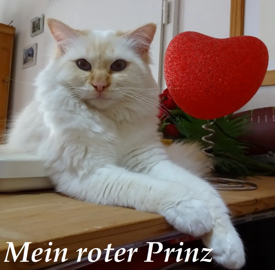 Bild 1 von 2