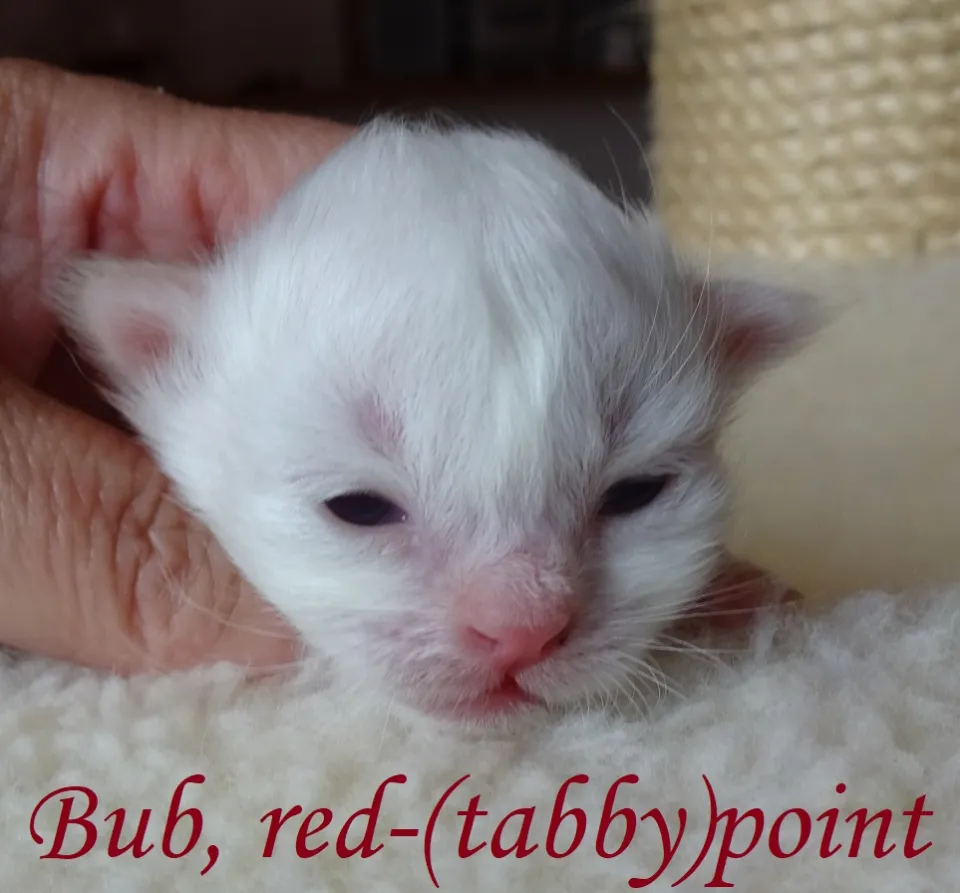 Bild 2 von 4